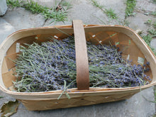Load image into Gallery viewer, Lavender Herbal Organic Oil, Double-Infused, Concentrated, Non-GMO
