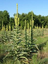 Load image into Gallery viewer, Mullein Herbal Oil Double Infused Pain Relief
